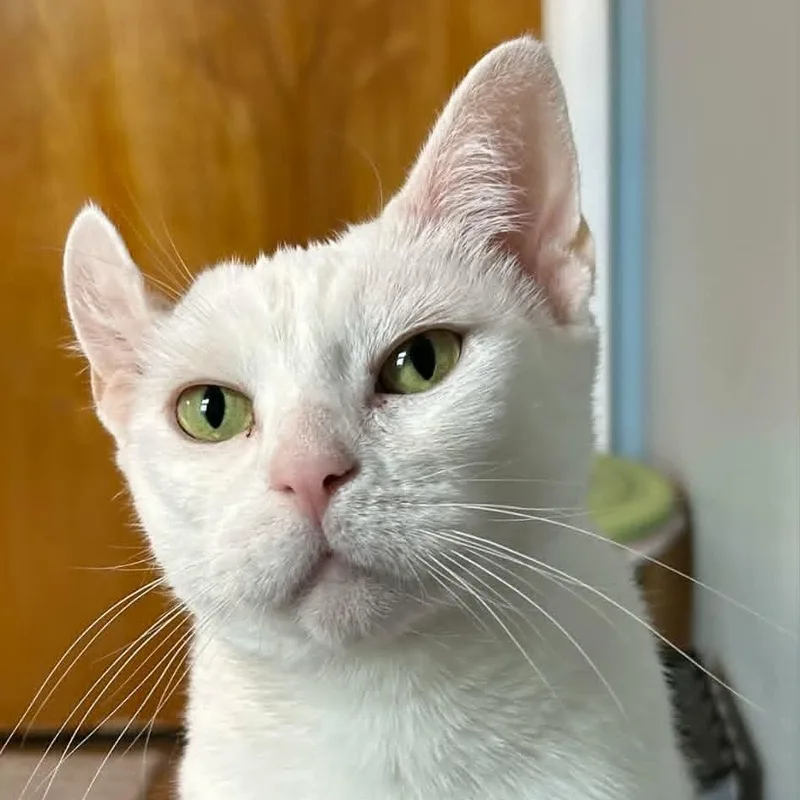 A young medium-sized female White Domestic Short Hair cat named Pilar for adoption in Rochester, NY