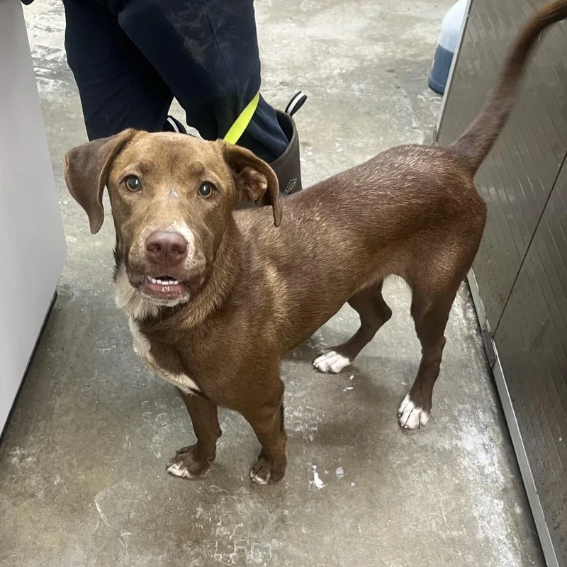 A young medium-sized female Chocolate Labrador Retriever dog named Angela for adoption in Clanton, AL