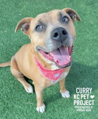 A senior large-sized female Yellow / Tan / Blond / Fawn Pit Bull Terrier dog named Curry for adoption in Kansas City, MO
