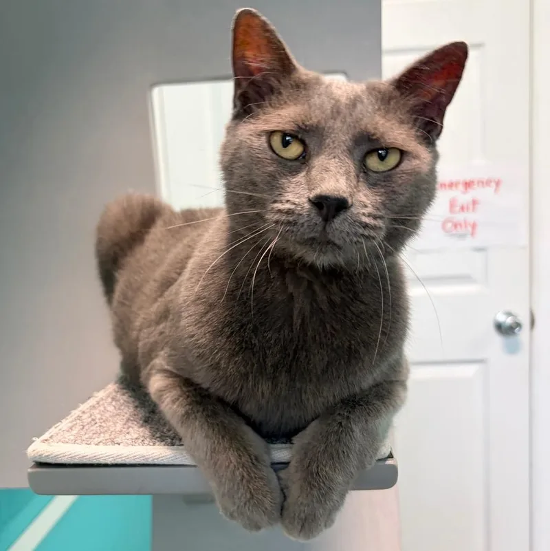 A senior large-sized female Domestic Short Hair cat named Gracie for adoption in Magnolia, TX