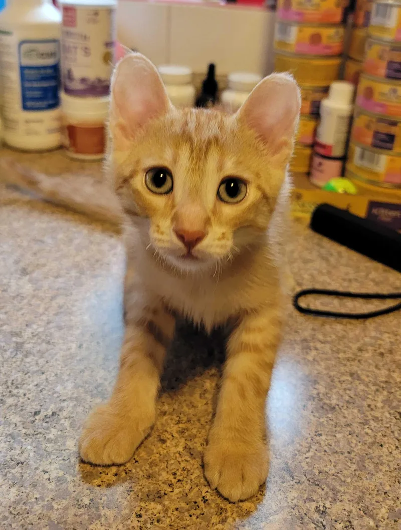 A baby small-sized male Tabby (Orange / Red) American Shorthair cat named Gobi for adoption in North Bergen, NJ
