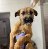 A baby medium-sized male Mixed Breed dog named Heath for adoption in West Chester, PA