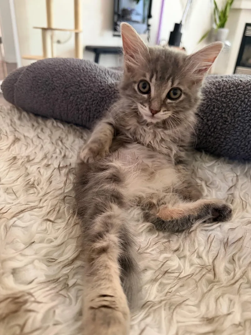 A baby small-sized female Gray & White Domestic Medium Hair cat named Kiwi for adoption in Pacific Palisades, CA