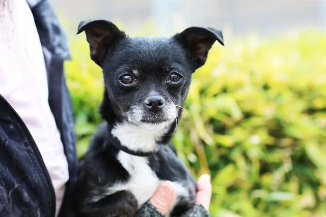 An adult small-sized female Chihuahua dog named Pepper for adoption in Albuquerque, NM