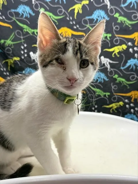 A baby small-sized male Domestic Short Hair cat named Oso for adoption in Riverside, CA