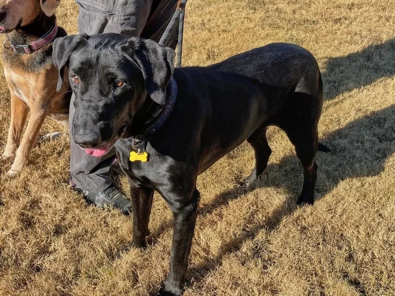 An adult large-sized male Labrador Retriever dog named Max for adoption in Princeton, MA