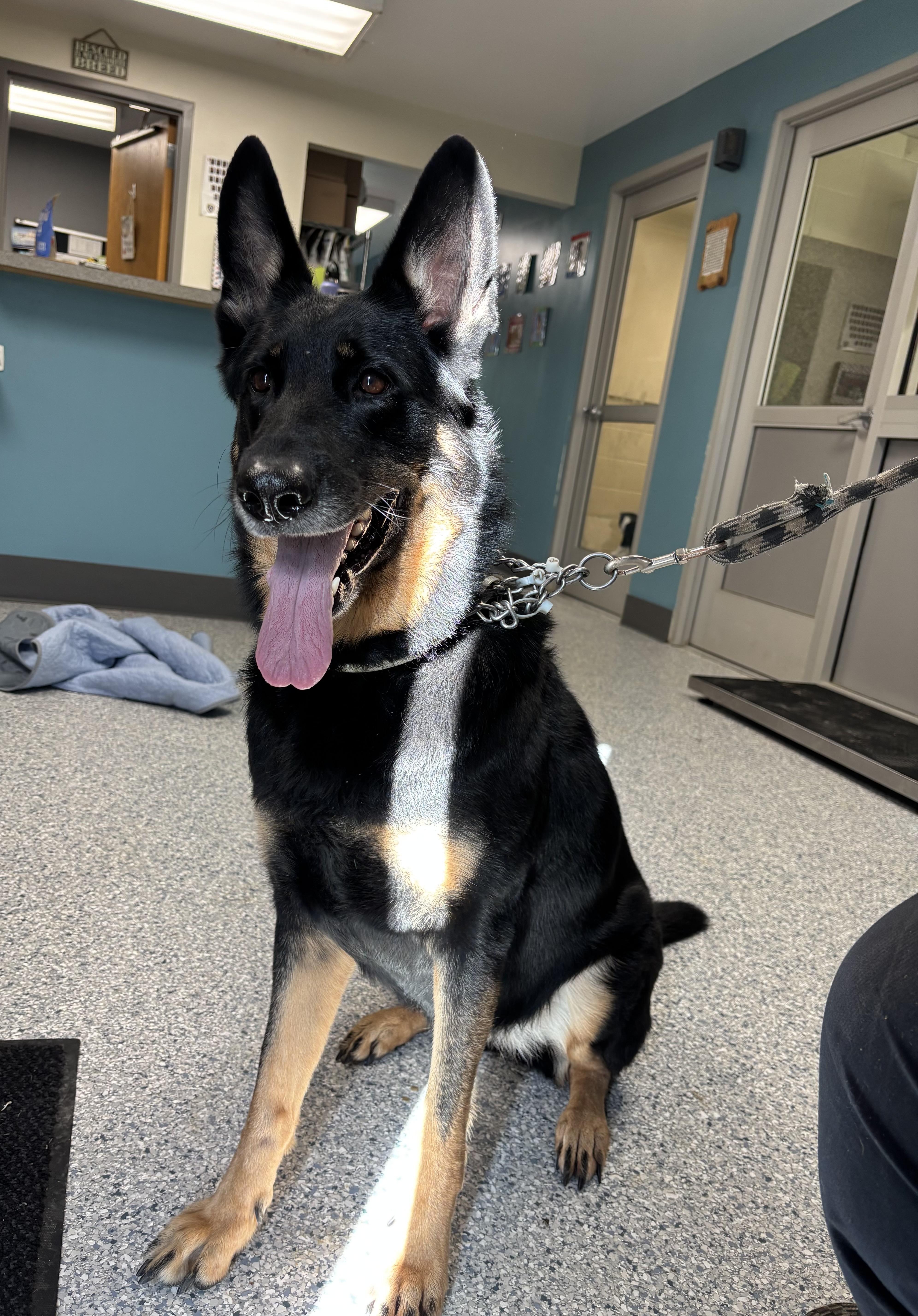 An adult large-sized female German Shepherd Dog dog named Morticia for adoption in Gladstone, MO