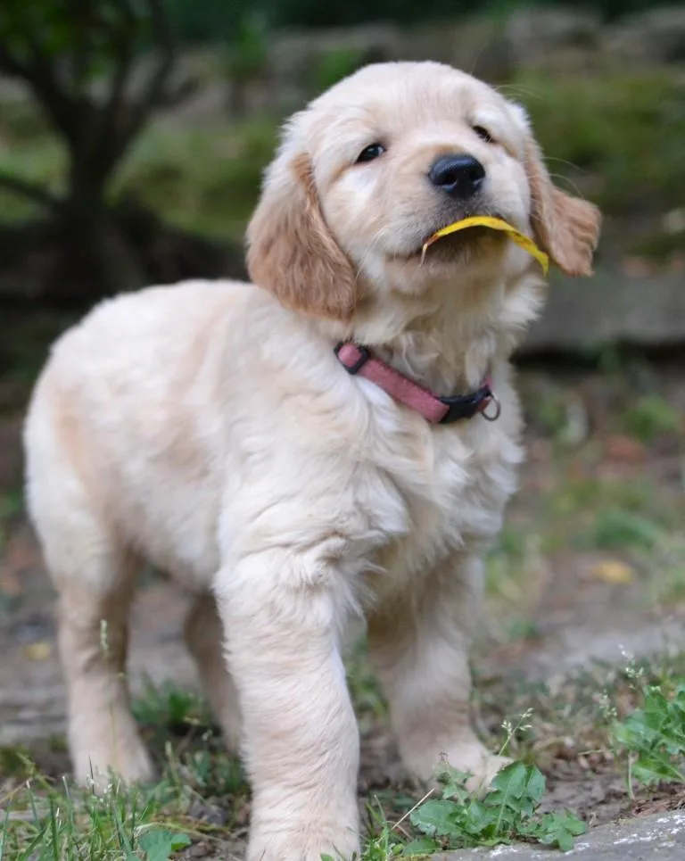 Lacey