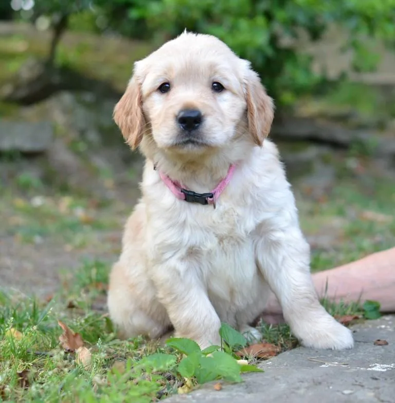 Lacey thumbnail 2