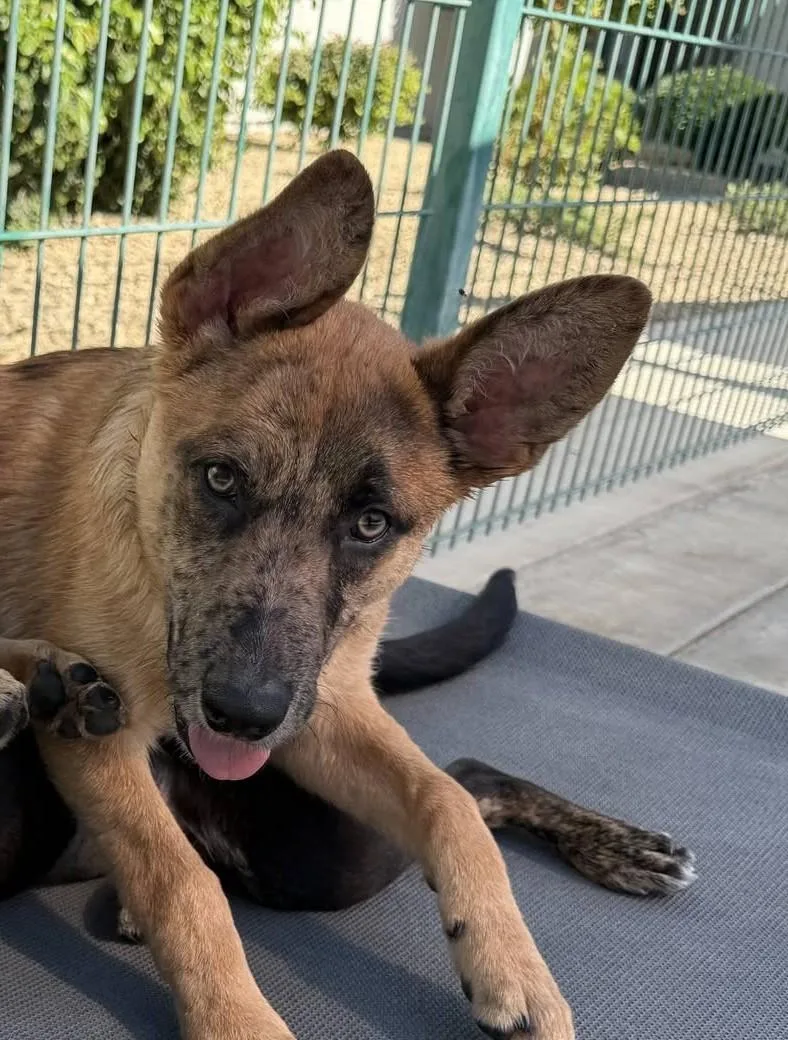 A young medium-sized male Brown / Chocolate German Shepherd Dog dog named Larry for adoption in Hollister, CA