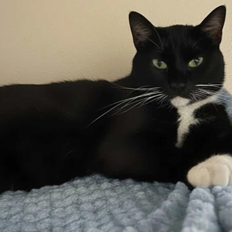A young medium-sized male Black & White / Tuxedo Domestic Short Hair cat named Stash for adoption in Blasdell, NY
