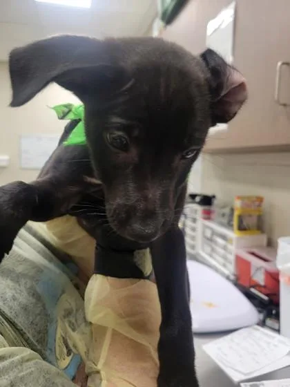 A baby small-sized male Terrier dog named Moonstone for adoption in Fishers, IN