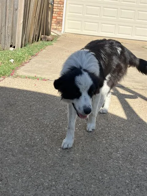 A young large-sized female Mixed Breed dog named Christina for adoption in Dallas, TX