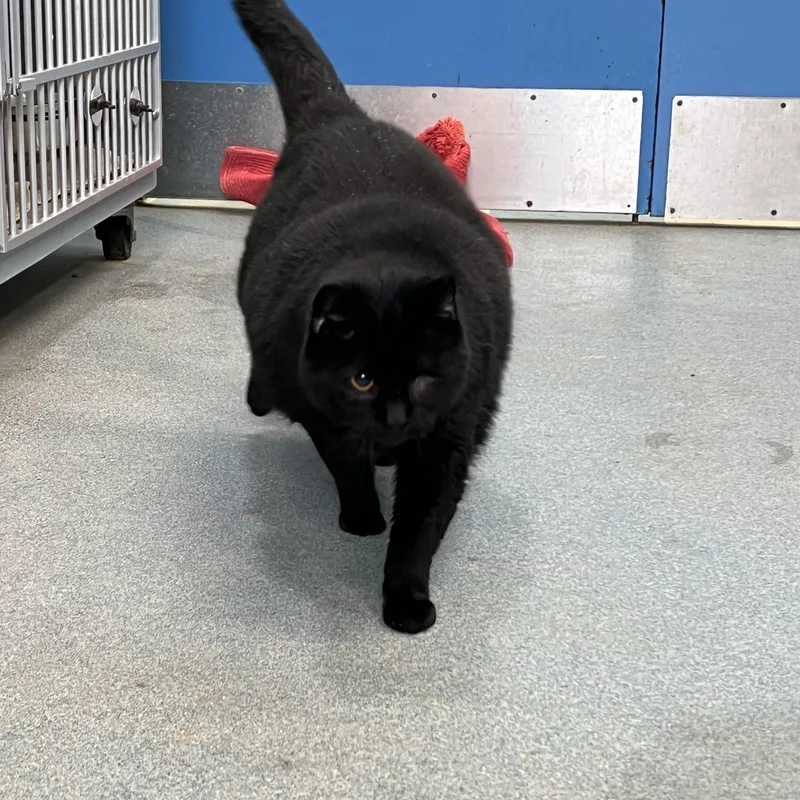 An adult large-sized male Black Domestic Short Hair cat named Kenneth Robert Allen III for adoption in Berryville, VA