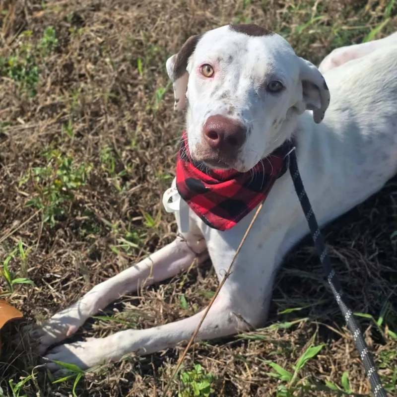 An adult medium-sized male Pointer dog named Archer for adoption in Fort Collins, CO