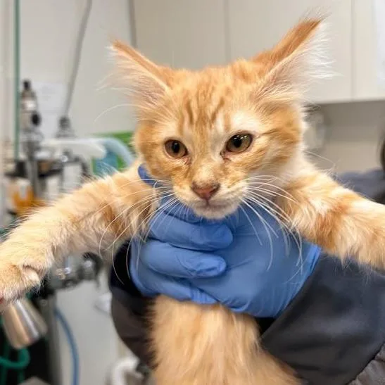 A baby small-sized male Domestic Medium Hair cat named Pumpkin for adoption in Woodinville, WA