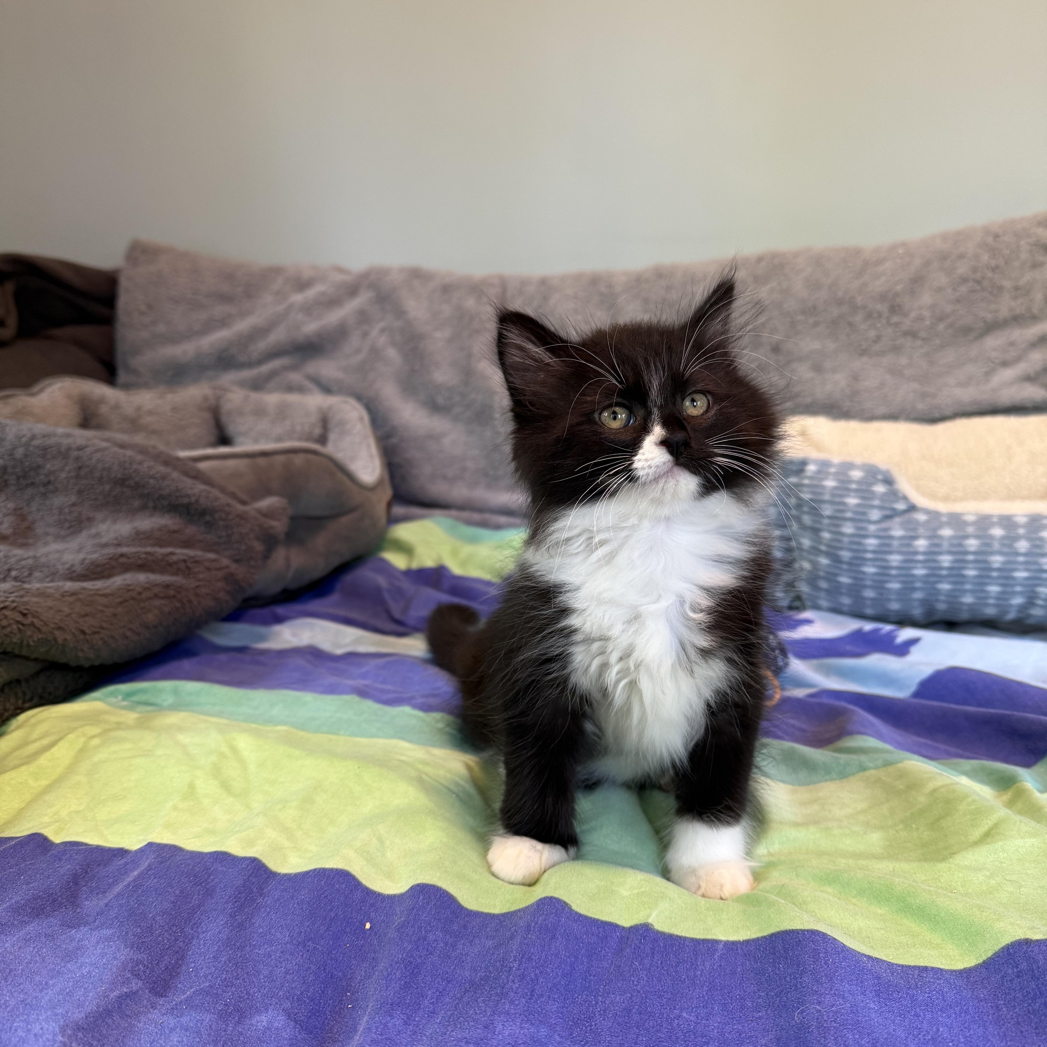 A baby small-sized male Black & White / Tuxedo Domestic Medium Hair cat named Atreyu for adoption in Milwaukee, WI