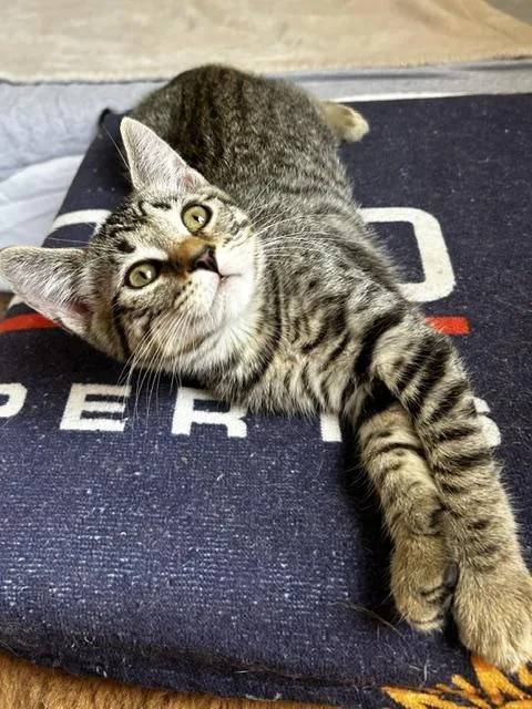 A baby medium-sized female Tabby (Brown / Chocolate) Domestic Short Hair cat named Lacey for adoption in Los Angeles, CA
