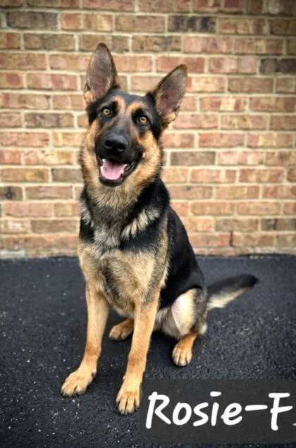 Rosie thumbnail 2
