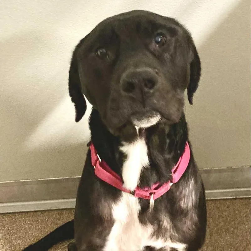 An adult medium-sized male Black Mixed Breed dog named Hoss for adoption in Ballston Spa, NY
