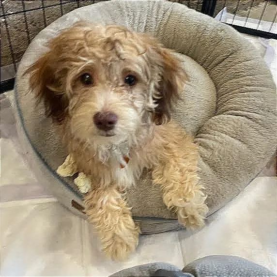 A baby small-sized male Yellow / Tan / Blond / Fawn Havanese dog named Finn for adoption in Prescott, AZ
