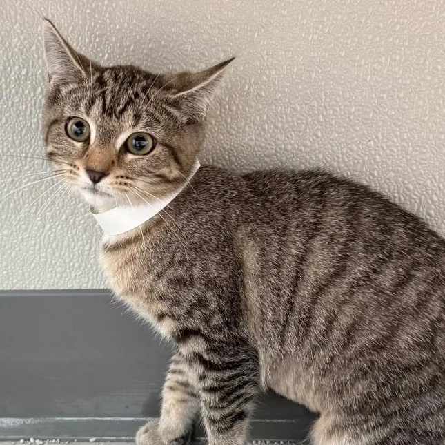 A baby small-sized male Domestic Short Hair cat named Dash for adoption in New Philadelphia, OH