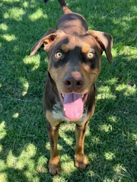 A young large-sized male Doberman Pinscher dog named Lucki for adoption in Riverside, CA
