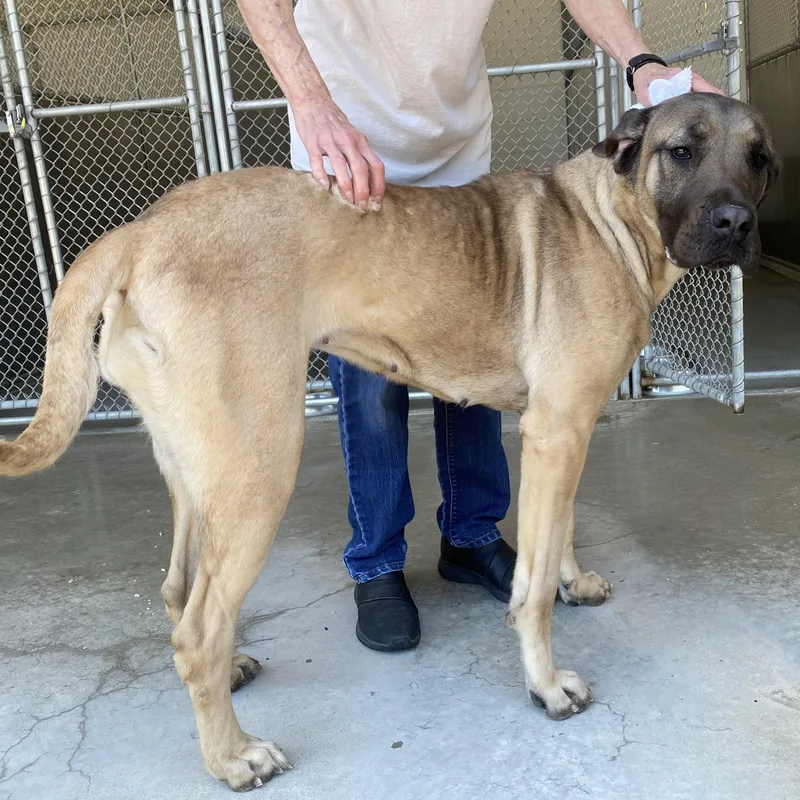 An adult extra large-sized female Apricot / Beige Mastiff dog named Bubbles for adoption in King George, VA