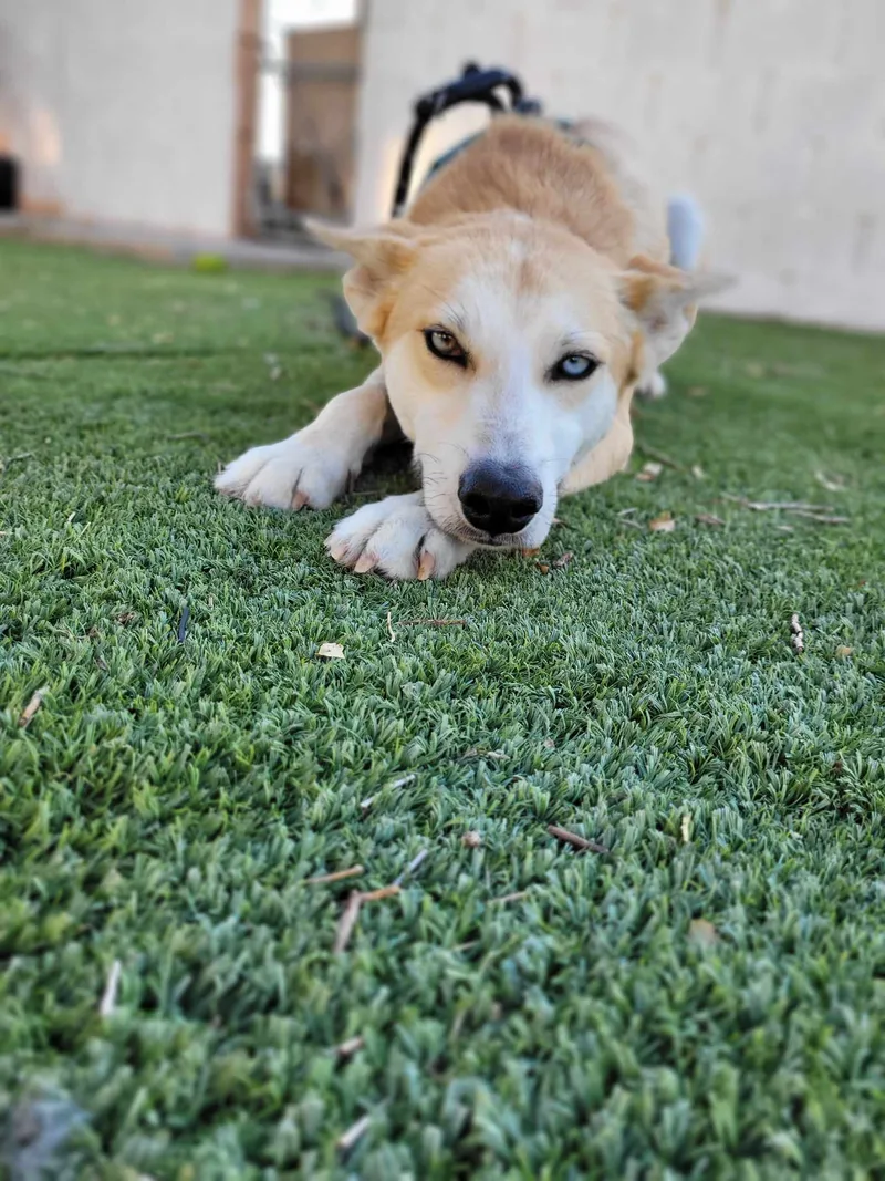 An adult medium-sized male Husky dog named Cody for adoption in Roswell, NM