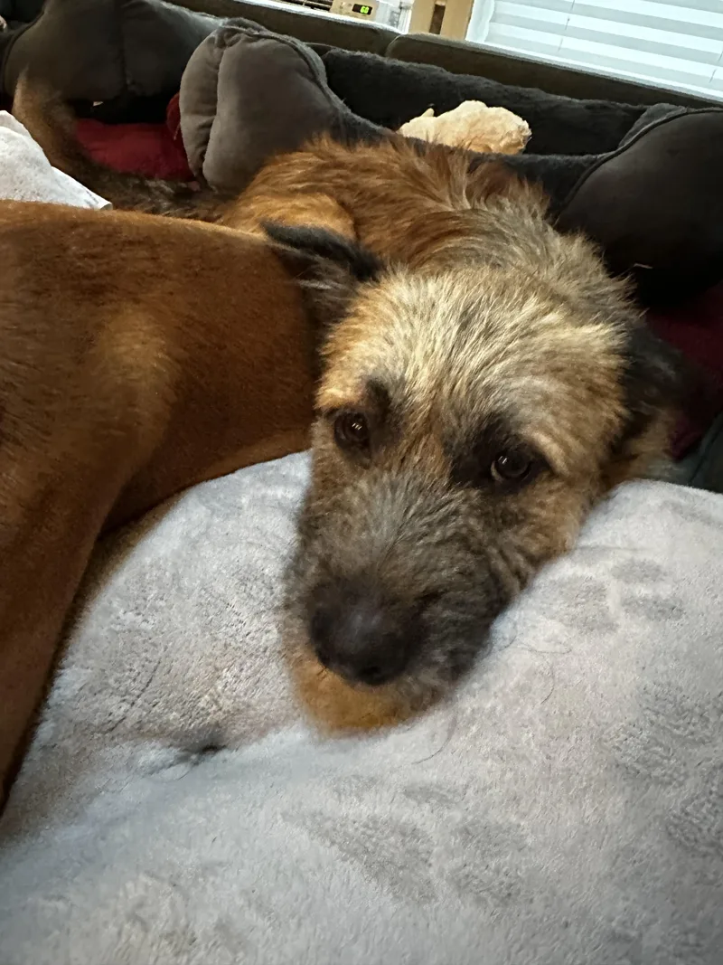 A young medium-sized male Mixed Breed dog named Peter Pan for adoption in Brooklyn, NY