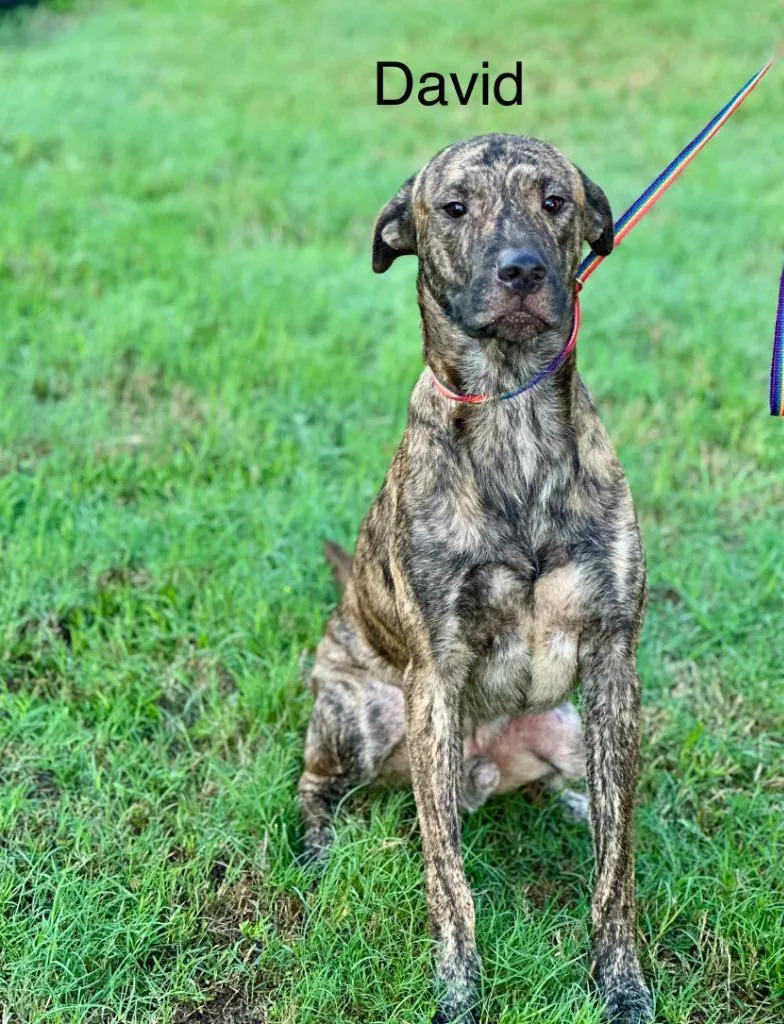 A young large-sized male Pit Bull Terrier dog named David for adoption in Huntsville, TX