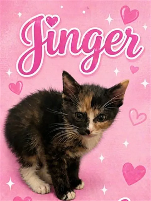 A baby small-sized female Domestic Short Hair cat named Jinger for adoption in Statesville, NC
