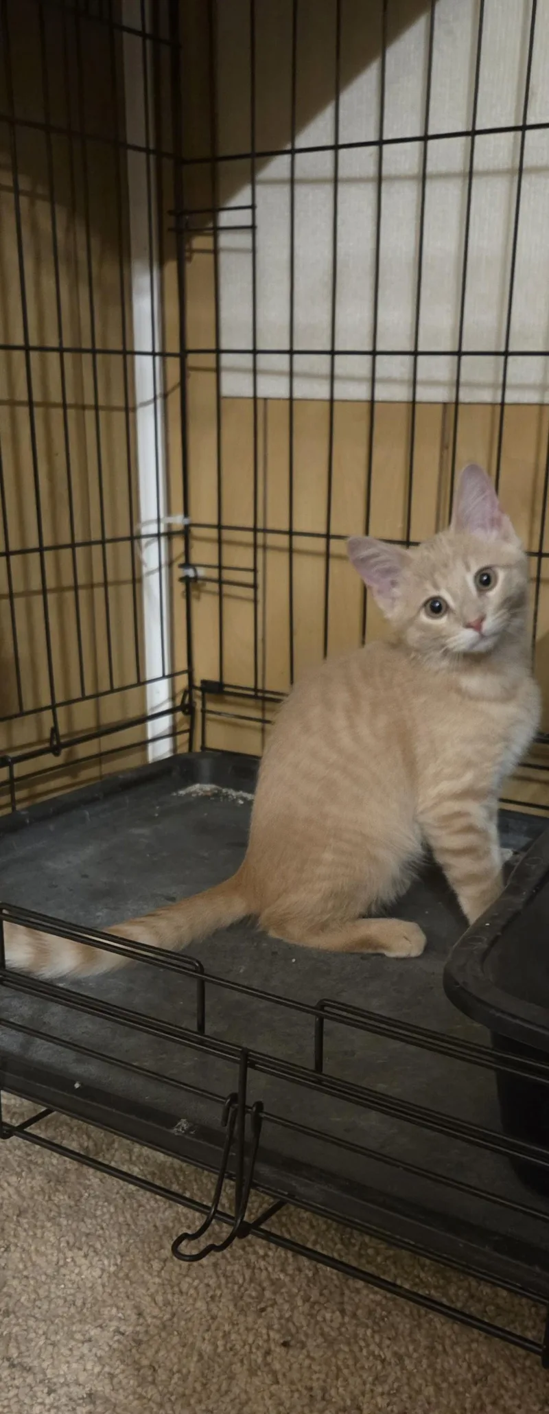 Oliver