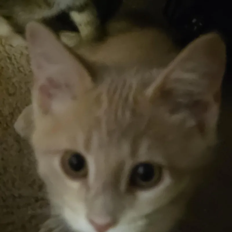 Oliver thumbnail 2