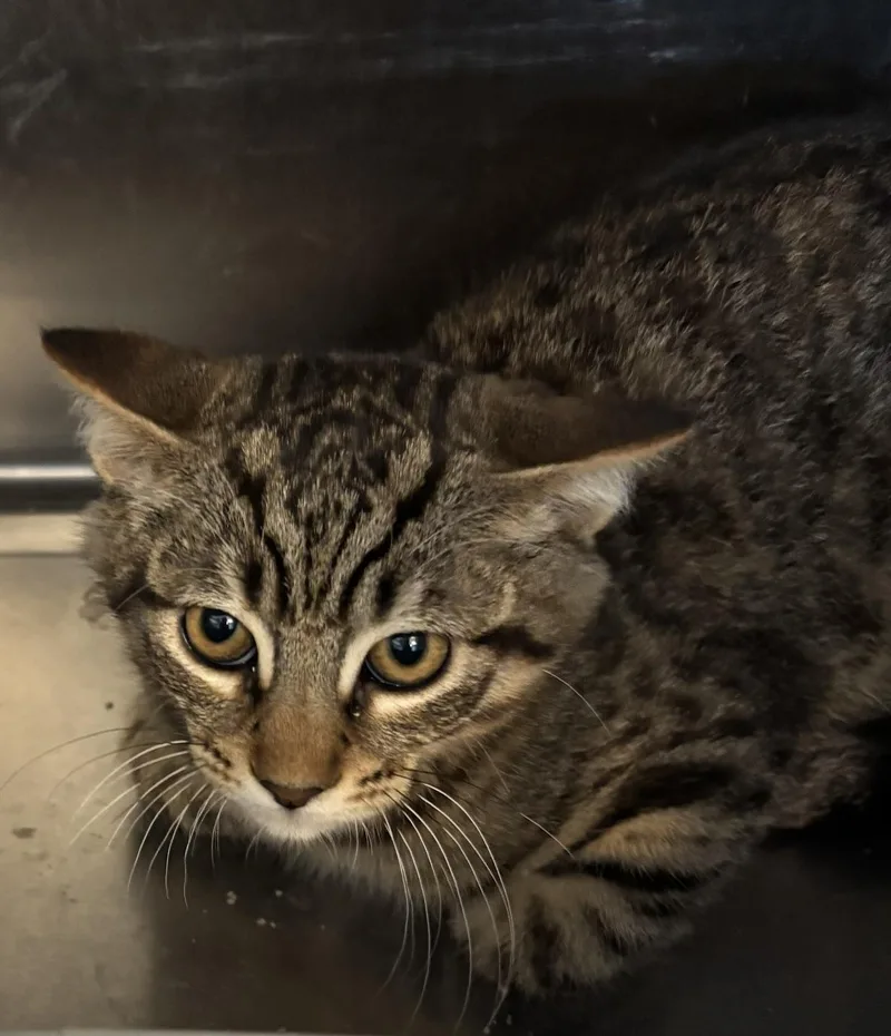 A young medium-sized male Tabby (Brown / Chocolate) Tabby cat named Gilbert for adoption in Raymond, WA