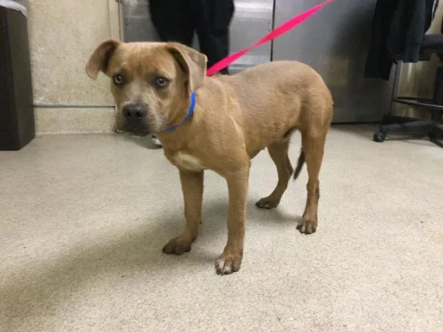 A young medium-sized male Pit Bull Terrier dog named Dingo for adoption in Riverside, CA