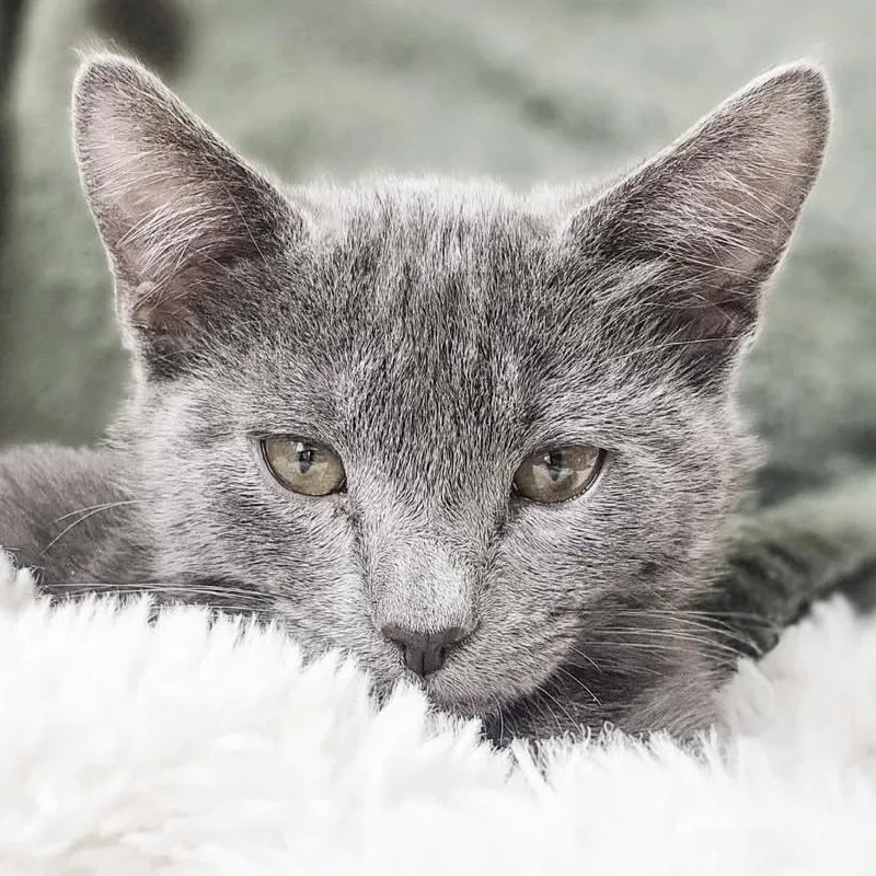 A young medium-sized male Gray / Blue / Silver Domestic Short Hair cat named Asher for adoption in Santa Ana, CA
