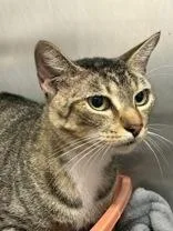 An adult medium-sized female Tabby (Brown / Chocolate) Domestic Short Hair cat named Otep for adoption in Cibolo, TX
