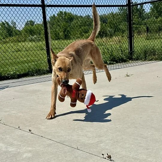 An adult medium-sized female Yellow / Tan / Blond / Fawn Mixed Breed dog named Ginger for adoption in Matteson, IL