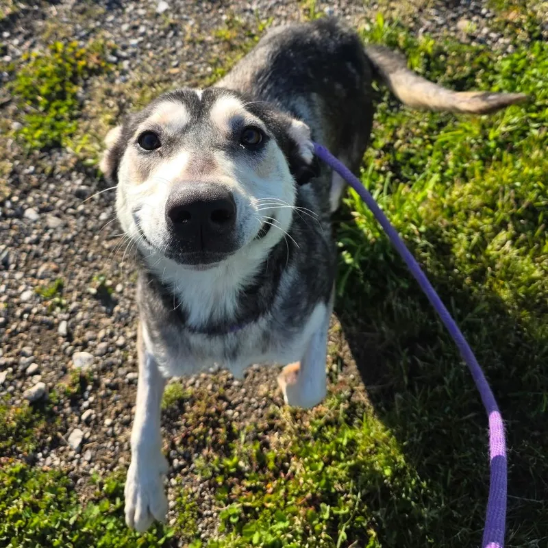 An adult medium-sized female Black Mixed Breed dog named Misty for adoption in Bristol, IN