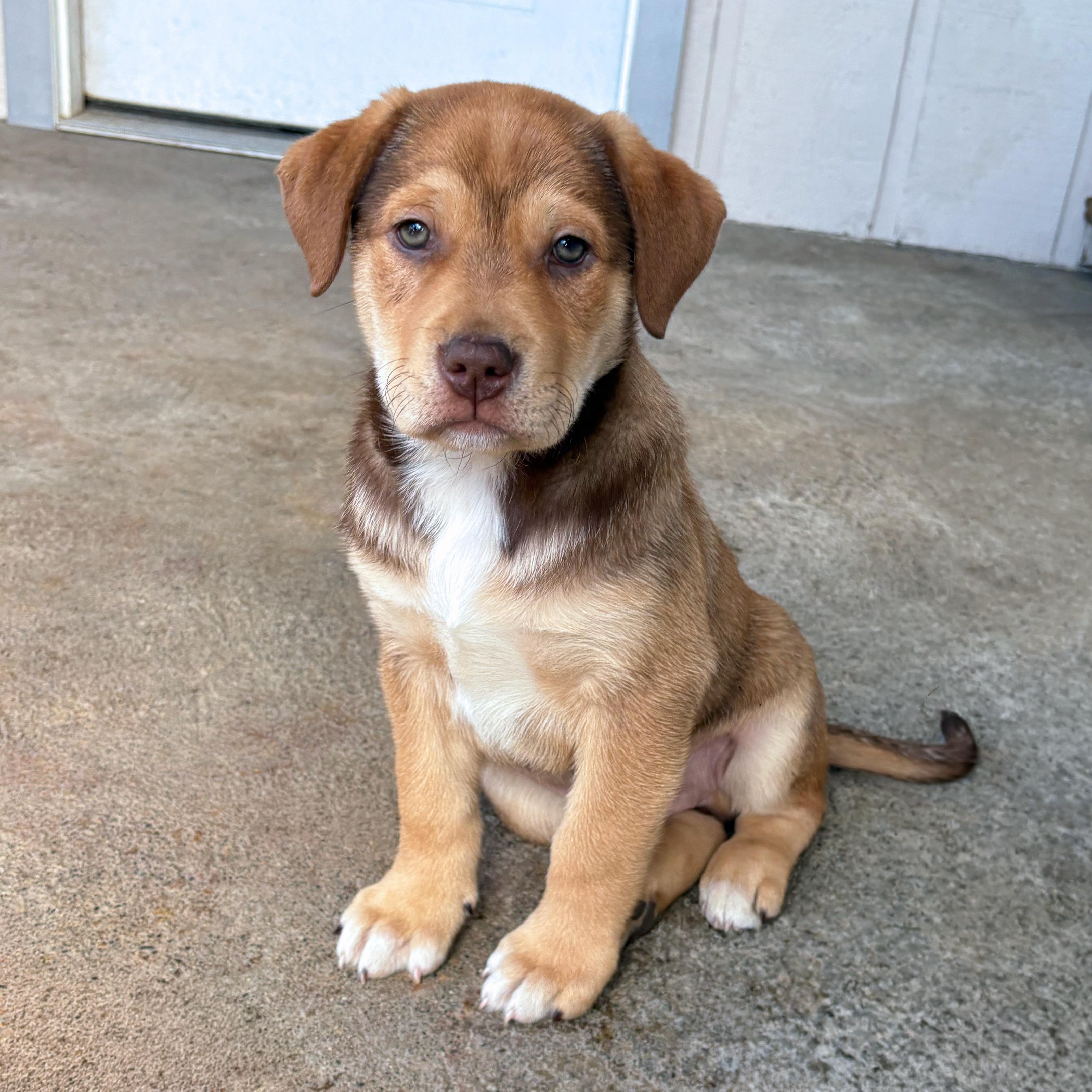 A baby large-sized male Mastiff dog named Red for adoption in Sequim, WA
