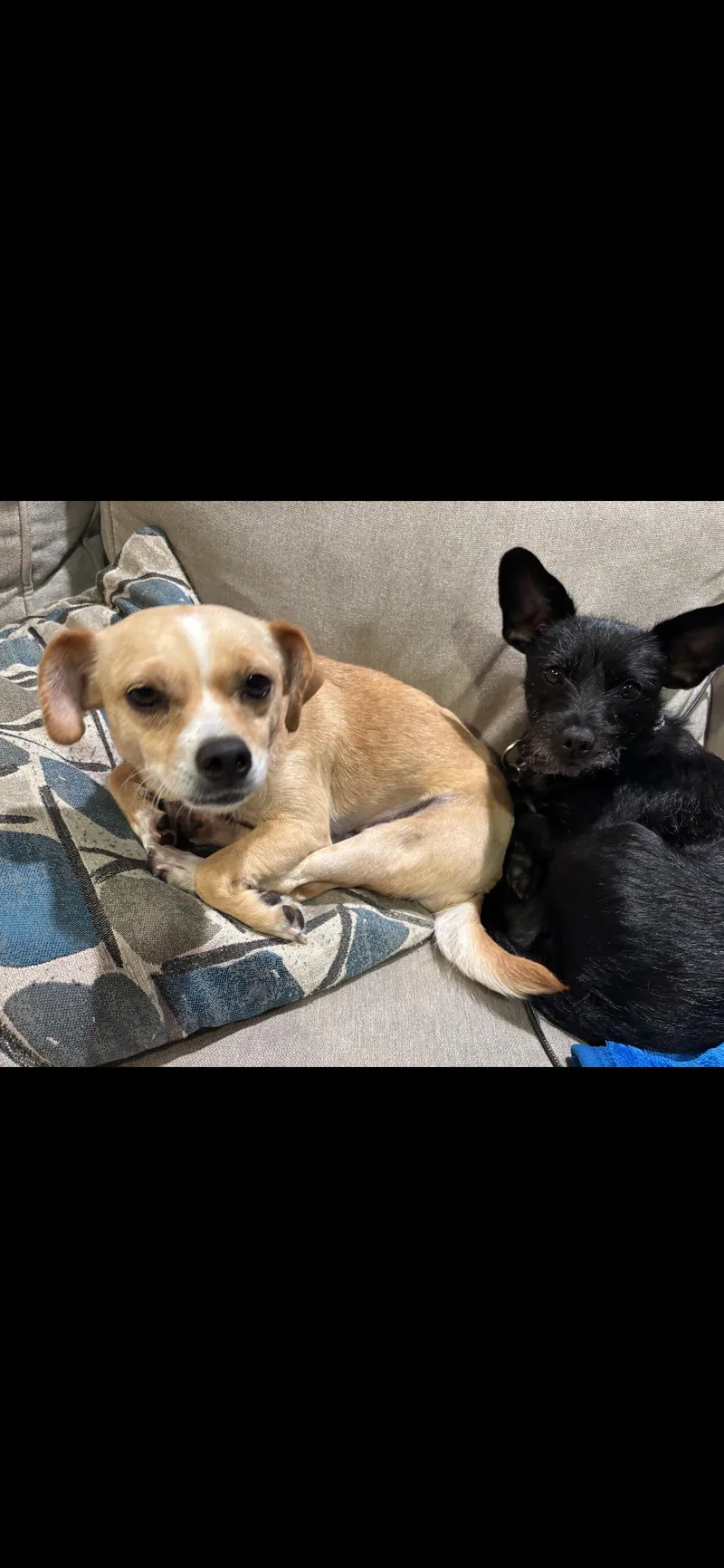A young small-sized female Apricot / Beige Chihuahua dog named Jilly Aka Tina for adoption in Hamden, CT