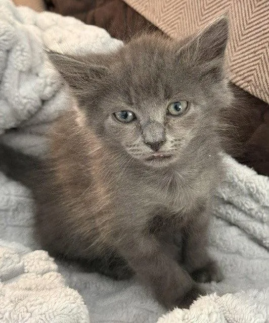 A baby medium-sized male Domestic Medium Hair cat named Petty for adoption in Candler, NC