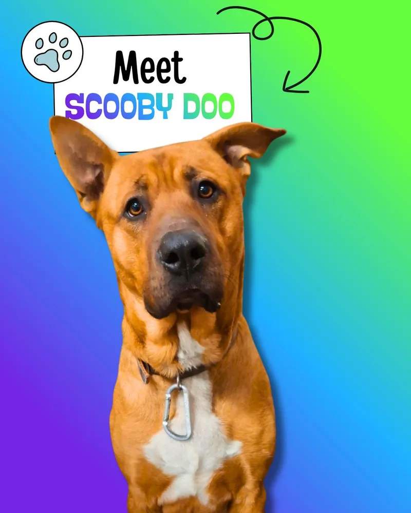 A young large-sized male Golden Shepherd dog named Scooby Doo for adoption in Sulphur, KY