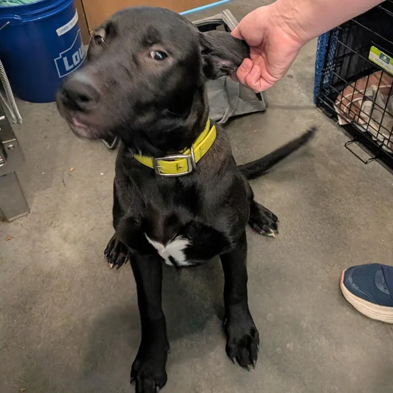 A baby medium-sized female Pit Bull Terrier dog named Mavis for adoption in Idaho Falls, ID