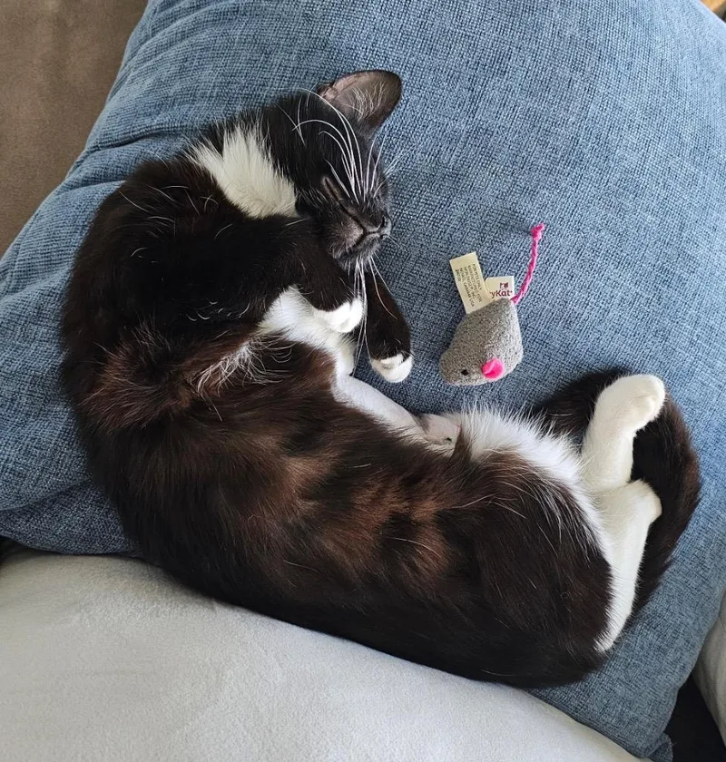 A baby medium-sized female Domestic Medium Hair cat named Aviva for adoption in Ogden, UT