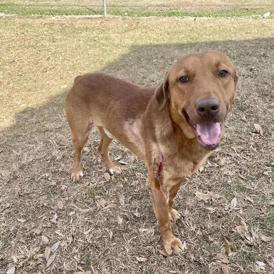 Liam Lionheart thumbnail 3