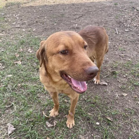 Liam Lionheart thumbnail 4