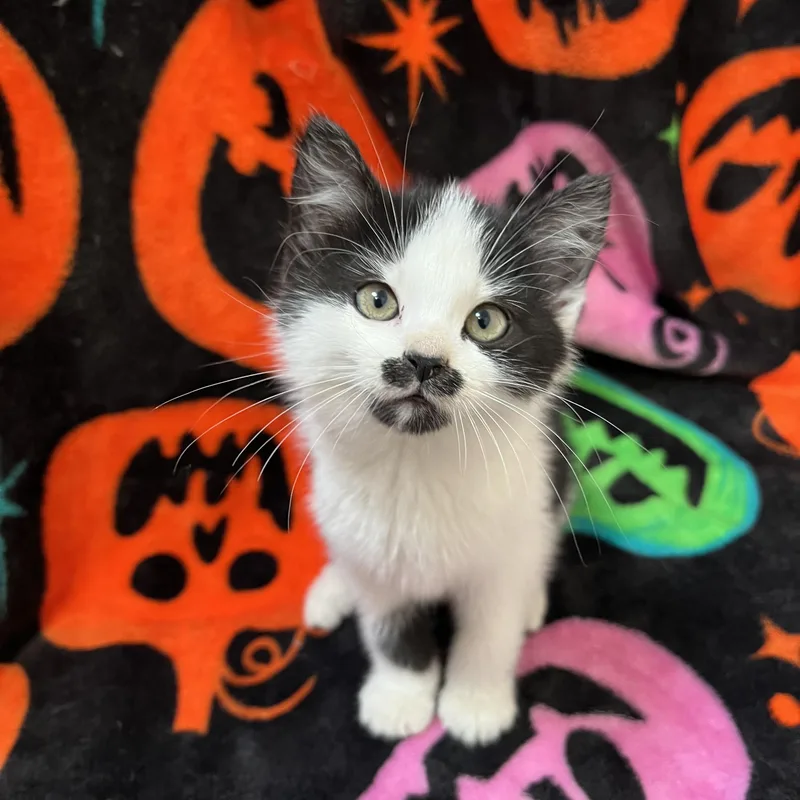 A baby medium-sized female Black & White / Tuxedo Domestic Medium Hair cat named Chickadee for adoption in Fairmont, MN