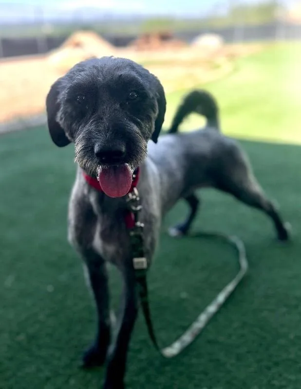 A young medium-sized female Black Poodle dog named Jess Doe for adoption in Fruit Heights, UT